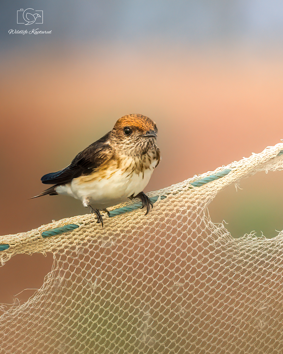 Streak-throated Swallow - ML644796972