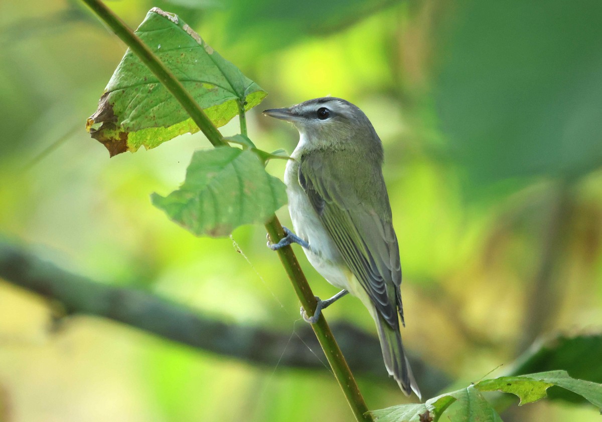 アカメモズモドキ - ML644796978