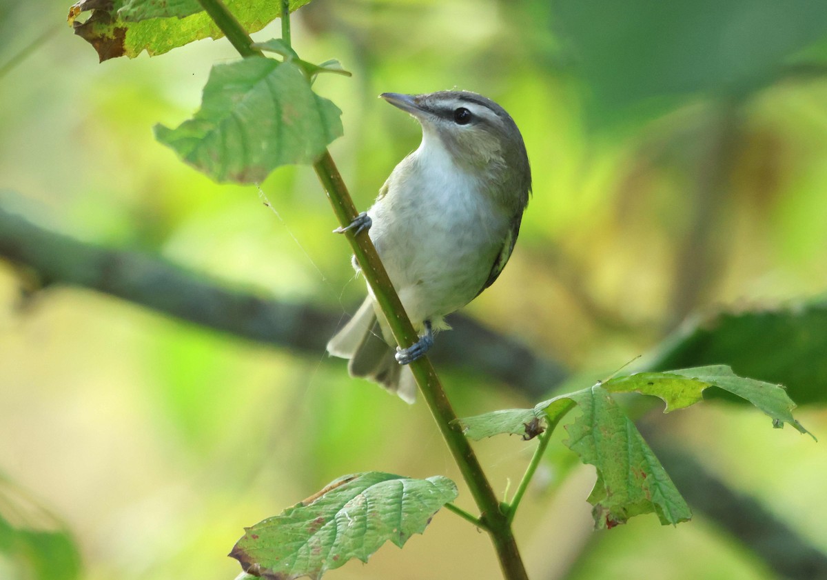 アカメモズモドキ - ML644796980