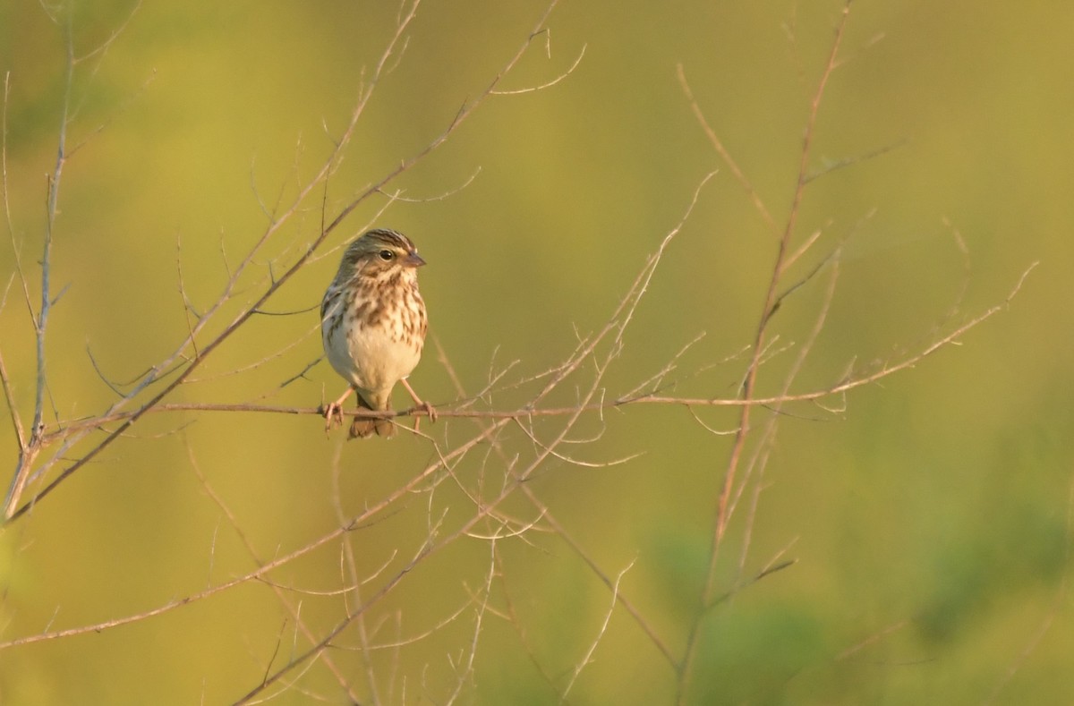 Savannah Sparrow - ML644796982
