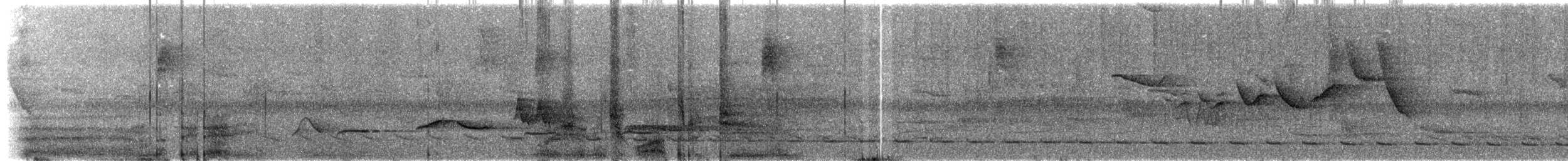 Сизый щетинколоб - ML644797000