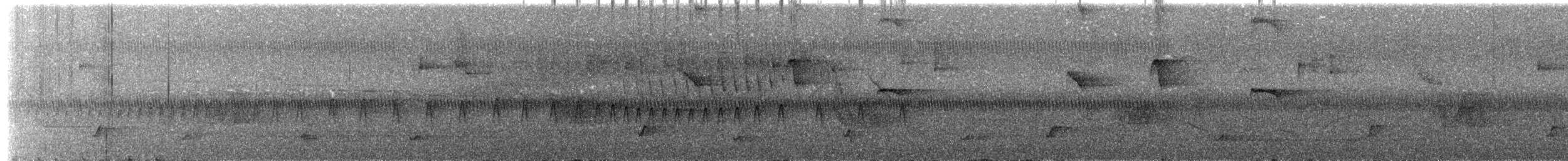 Сизый щетинколоб - ML644797001