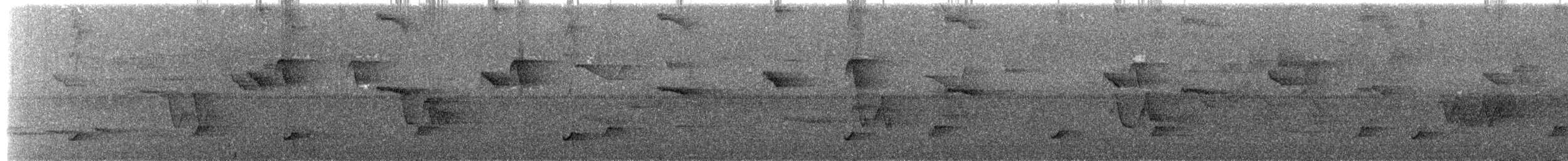 Сизый щетинколоб - ML644797002