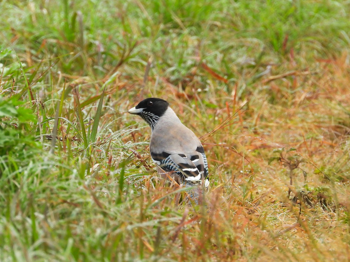 Гималайская сойка - ML644797003