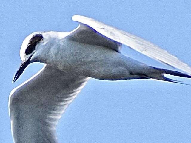 Forster's Tern - ML644797015