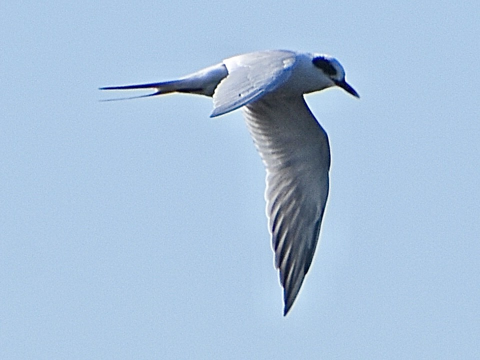 Forster's Tern - ML644797016