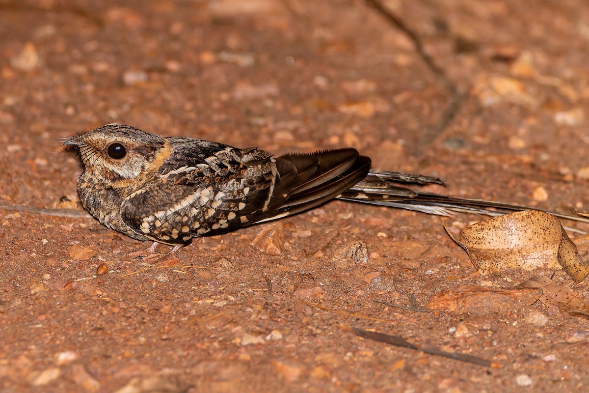 Scissor-tailed Nightjar - ML644797020