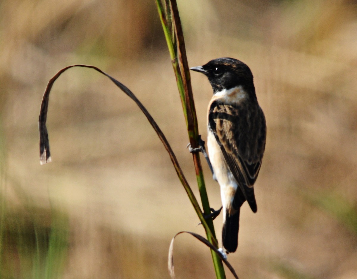 bramborníček sibiřský - ML644797026