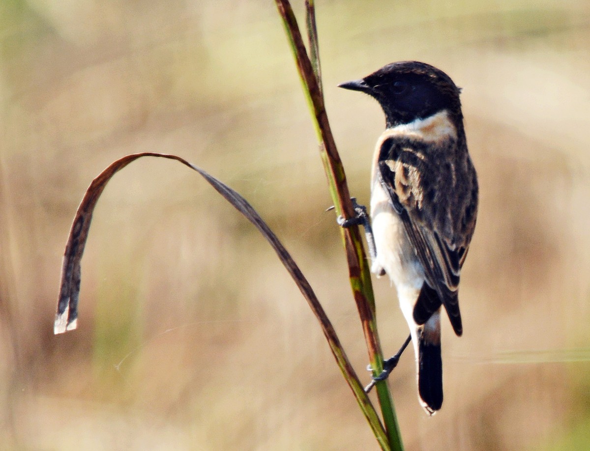 bramborníček sibiřský - ML644797027