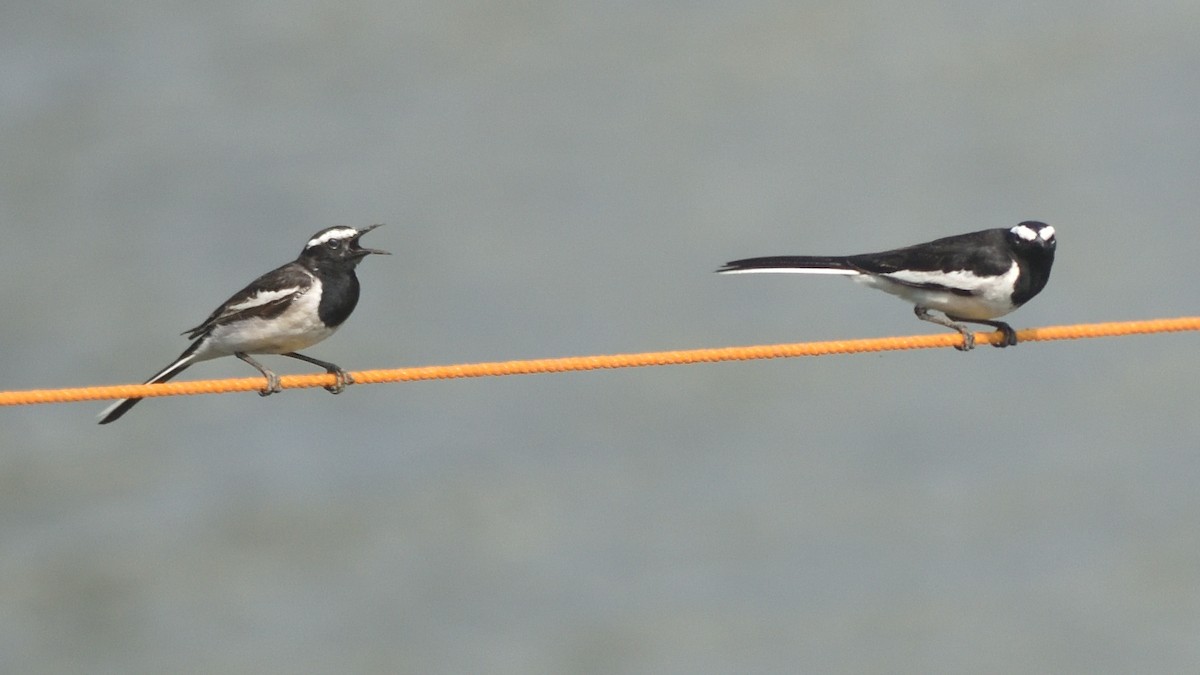 skjæreerle - ML644797032