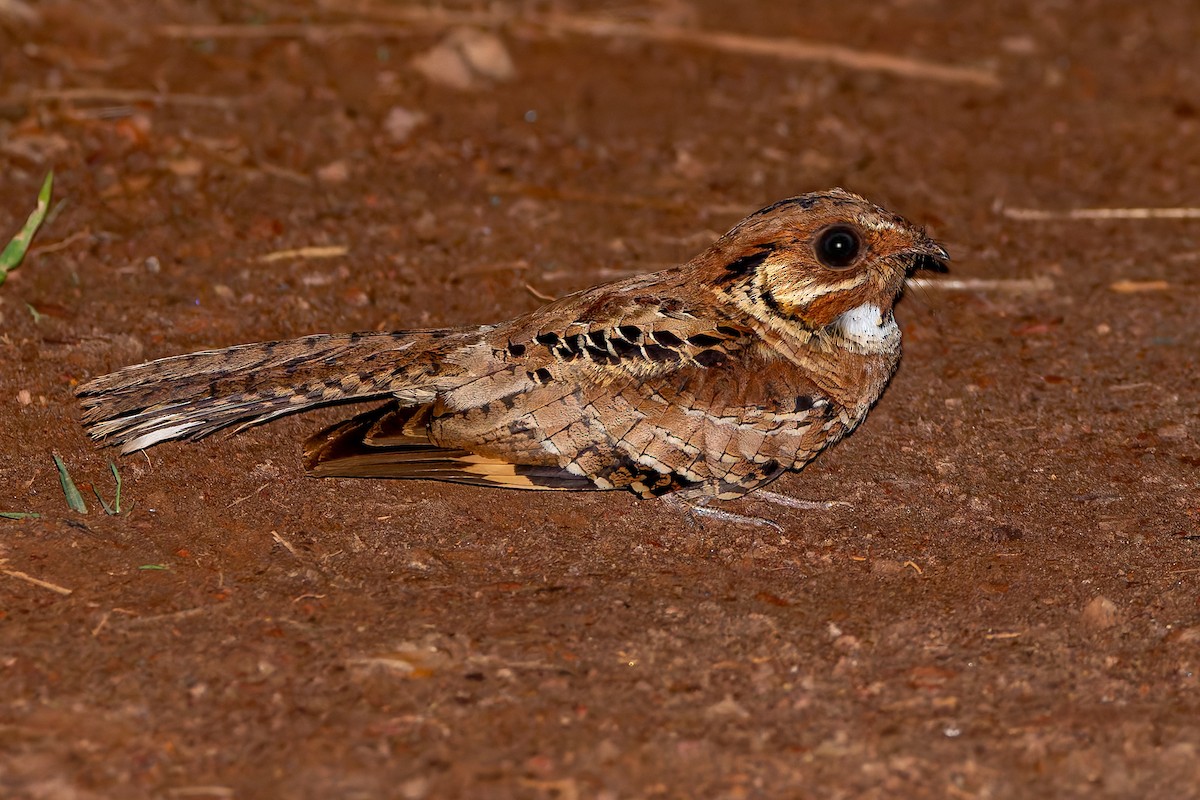ML644797033 - Common Pauraque - Macaulay Library