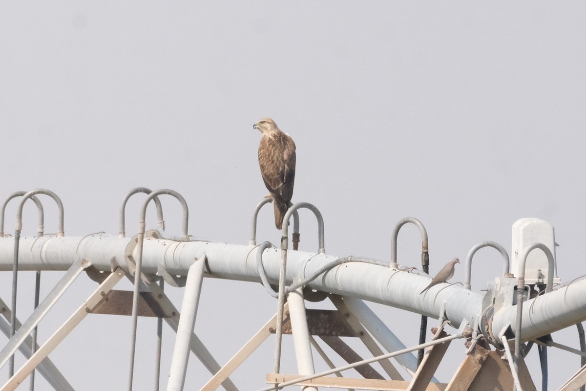 ørnvåk - ML644797045