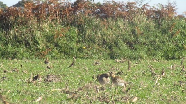 European Golden-Plover - ML644797054