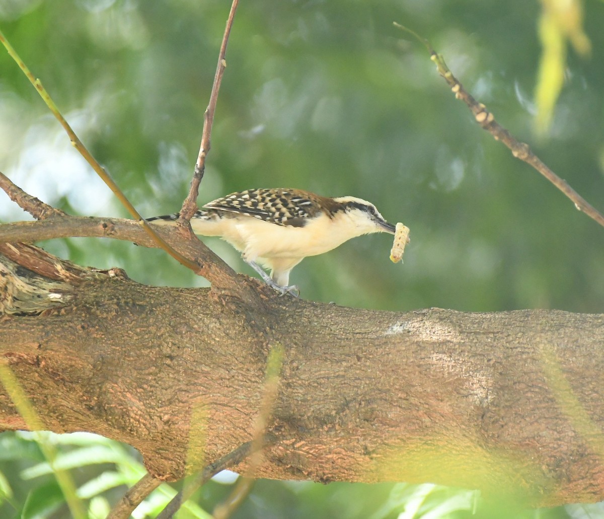 Rufous-backed Wren - ML644797055