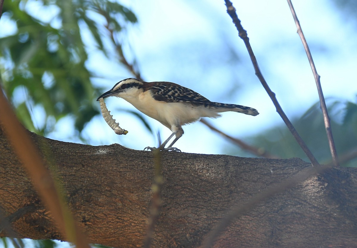Rufous-backed Wren - ML644797056