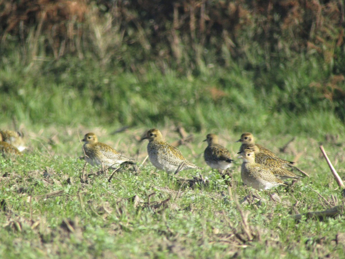 European Golden-Plover - ML644797057