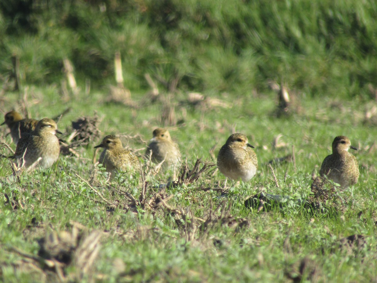 European Golden-Plover - ML644797059