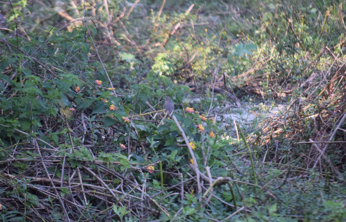 Hodgson's Redstart - ML644797069