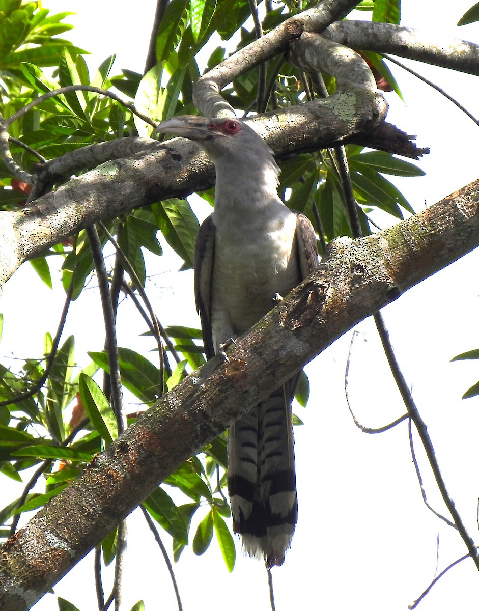 Cuco Tucán - ML644797070