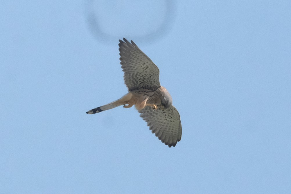 Rötelfalke - ML644797071