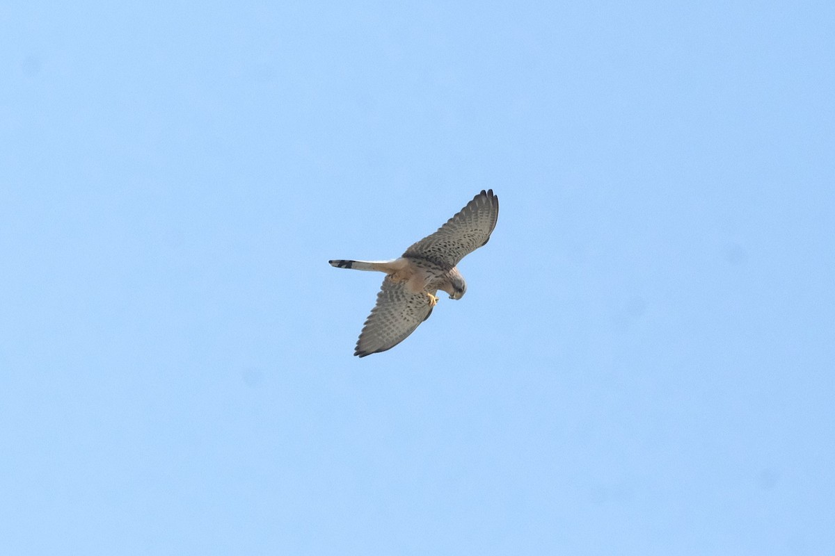 Rötelfalke - ML644797072