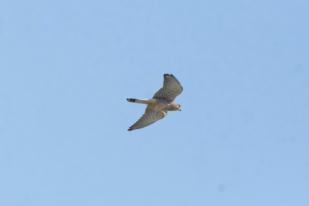 Rötelfalke - ML644797073