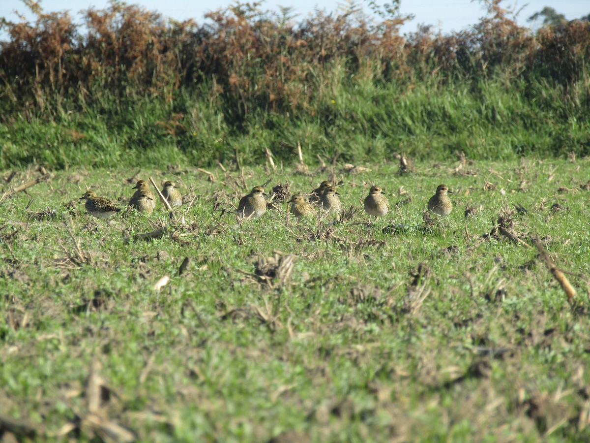 European Golden-Plover - ML644797074