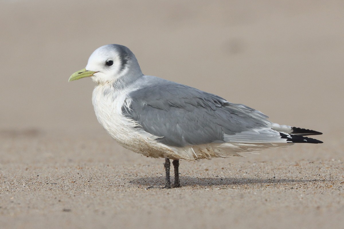 Kara Ayaklı Martı - ML644797076