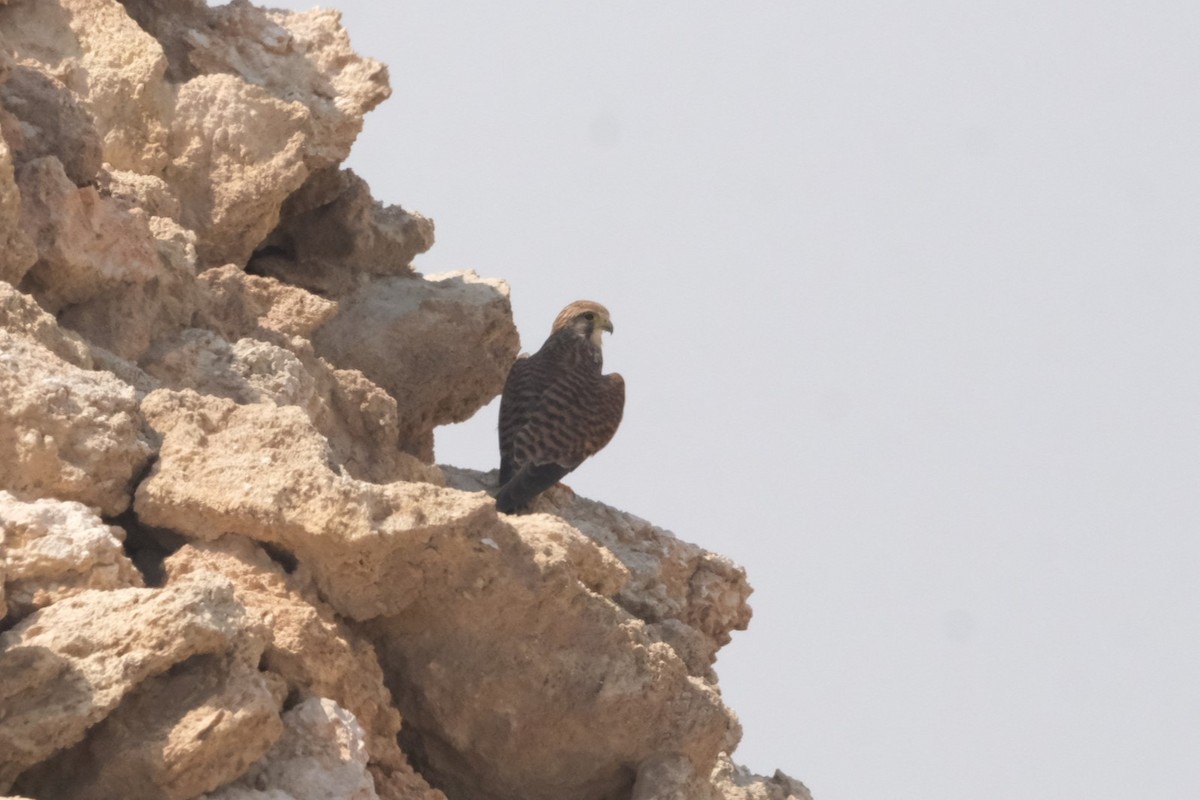 Rötelfalke - ML644797083