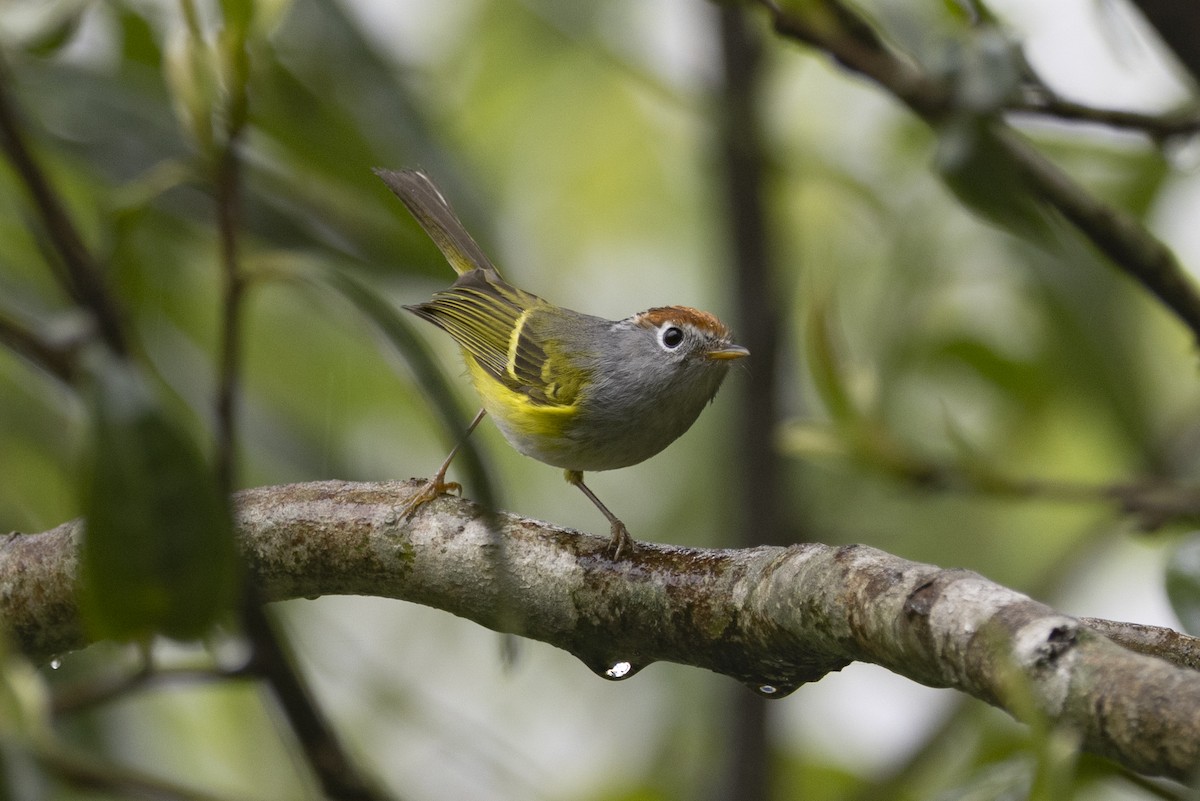 Chestnut-crowned Warbler - ML644797097