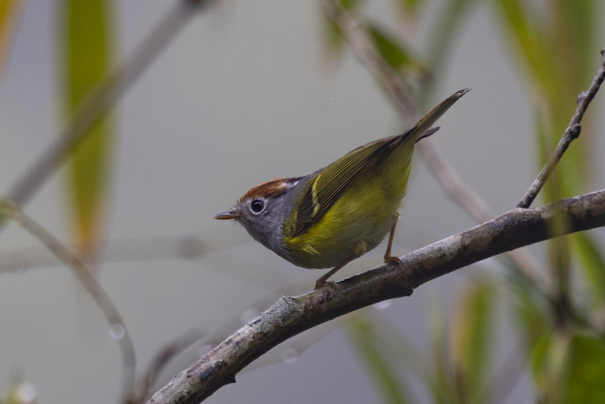 Chestnut-crowned Warbler - ML644797098