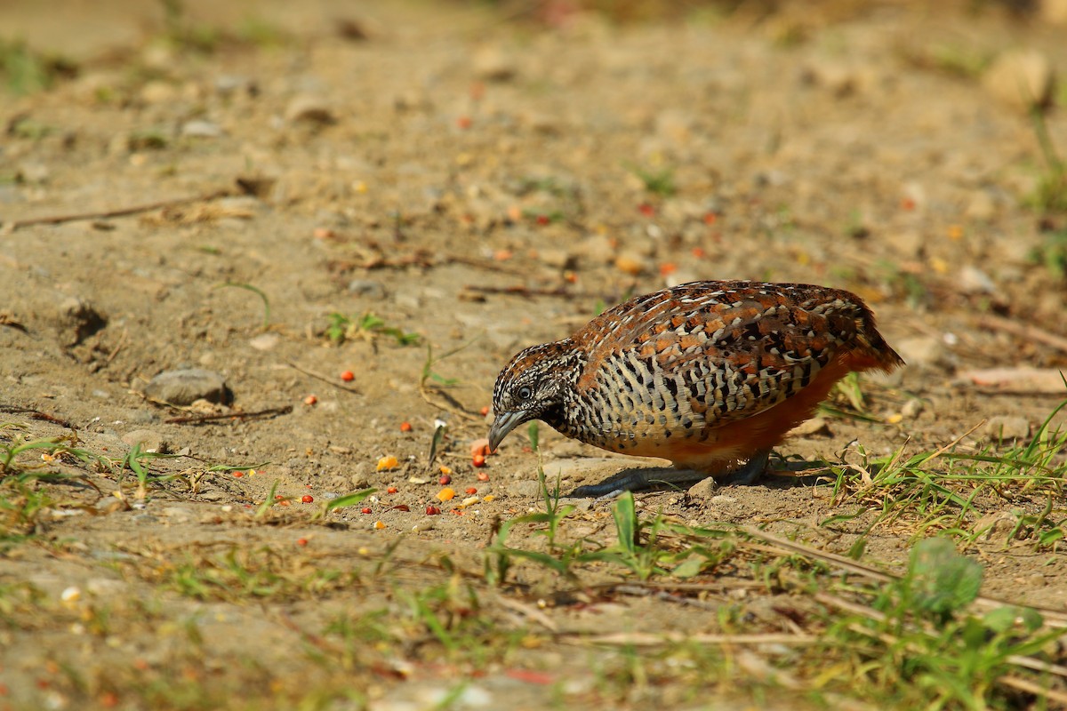 棕三趾鶉 - ML644797100