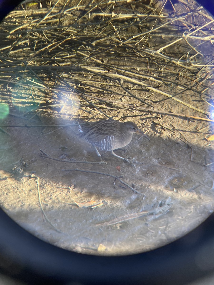 chřástal atlantický - ML644797101