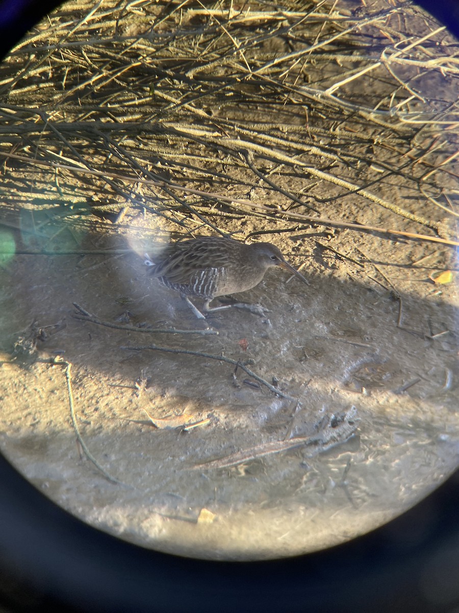 chřástal atlantický - ML644797102