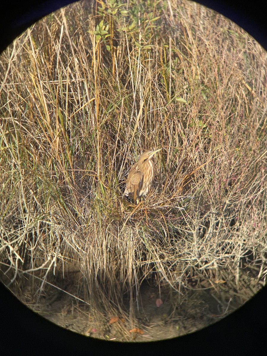 bukač severoamerický - ML644797108