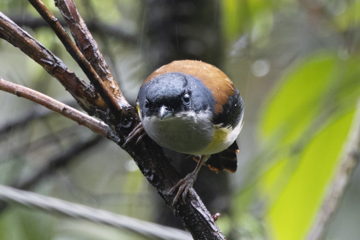 Black-headed Shrike-Babbler - ML644797120