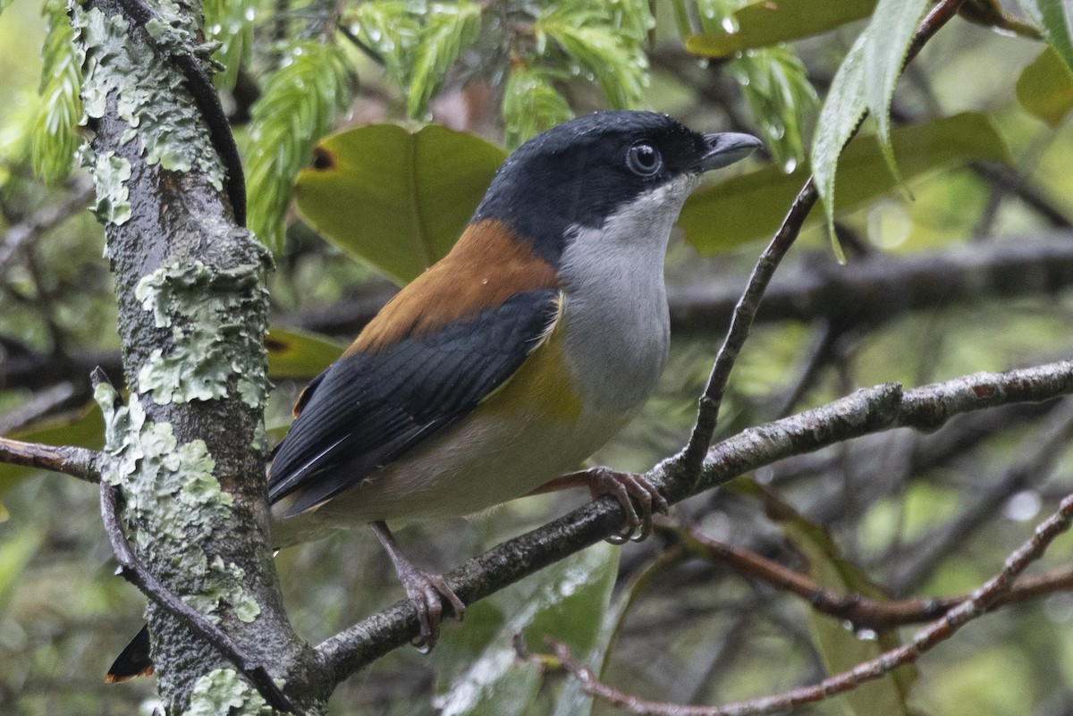 Black-headed Shrike-Babbler - ML644797121