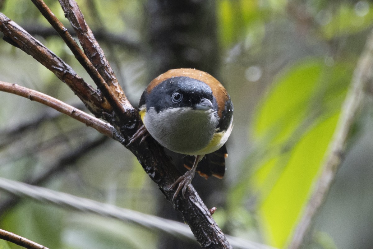 Black-headed Shrike-Babbler - ML644797122