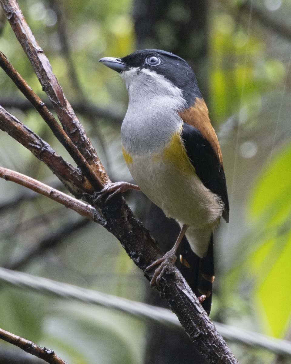 Black-headed Shrike-Babbler - ML644797124