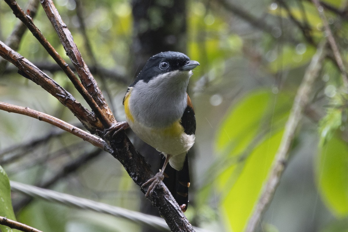 Black-headed Shrike-Babbler - ML644797125