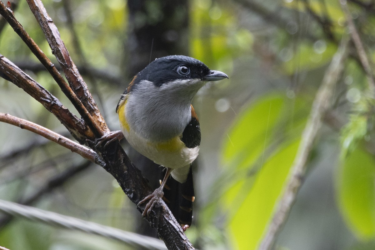 Black-headed Shrike-Babbler - ML644797126