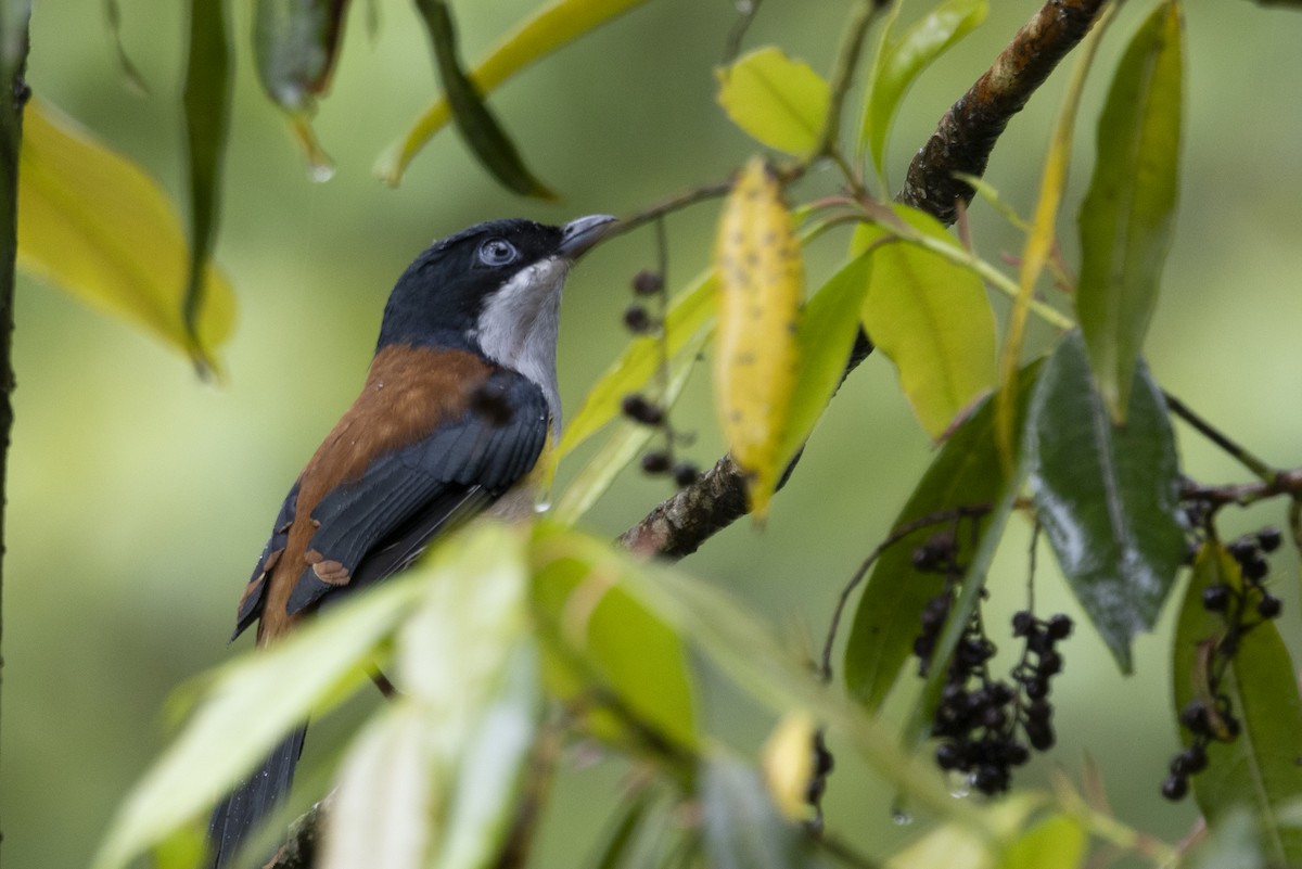 Black-headed Shrike-Babbler - ML644797127