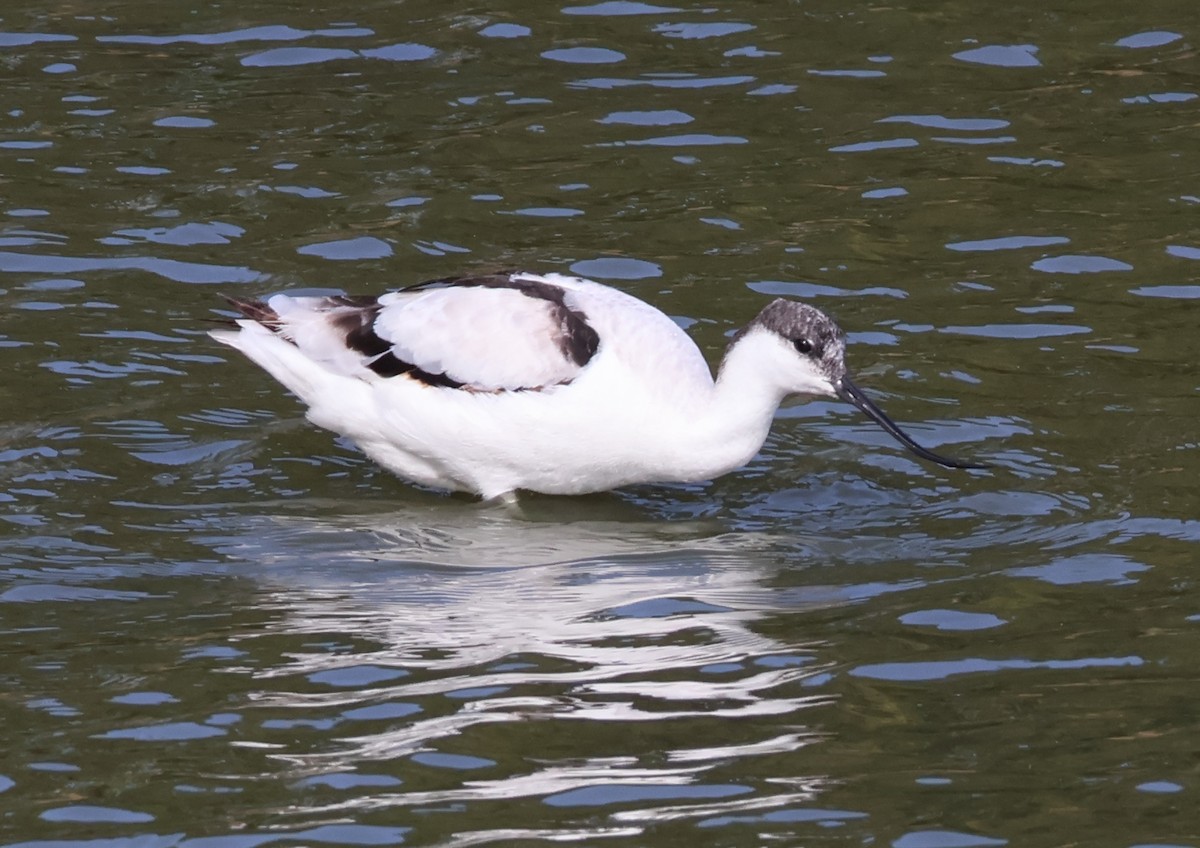 Pied Avocet - ML644797129