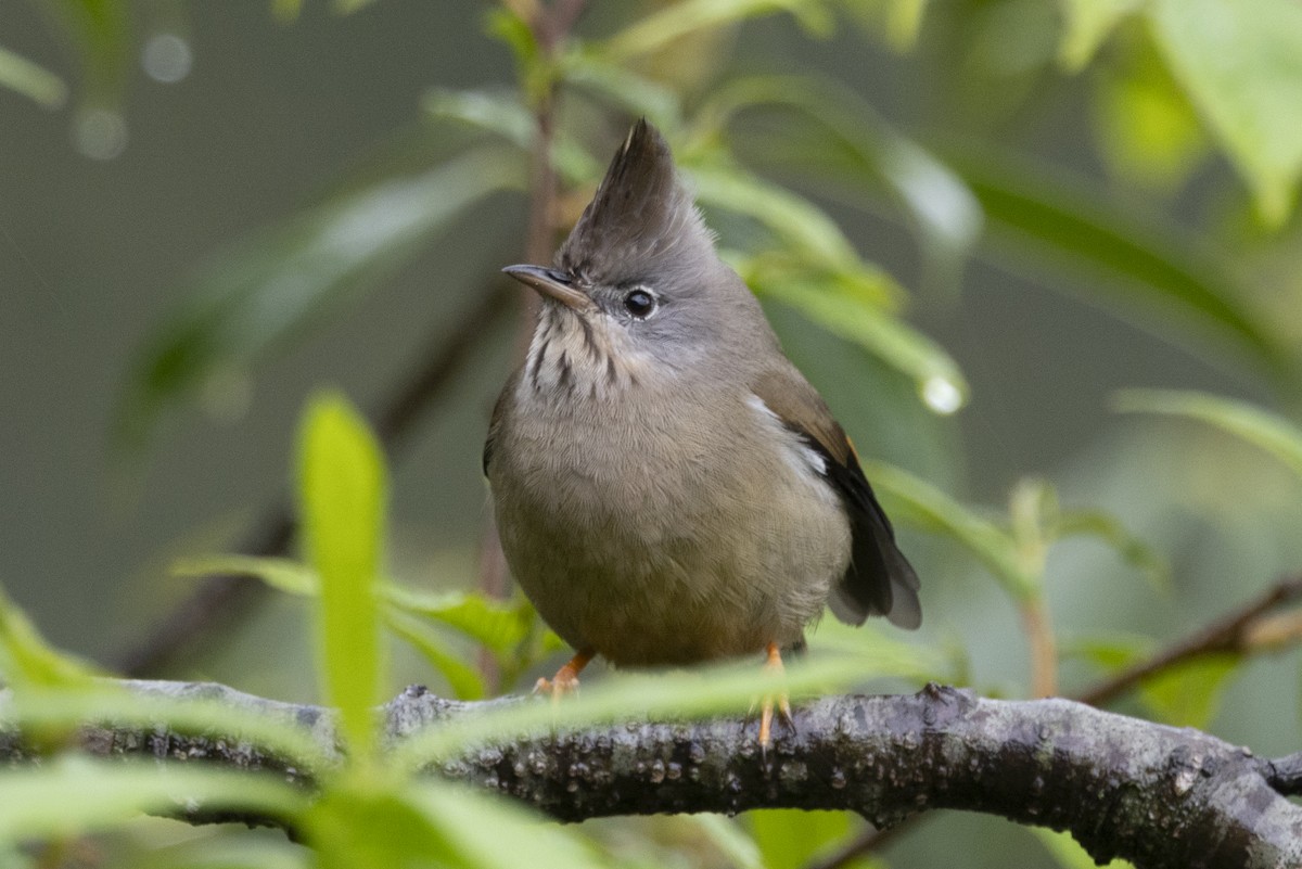 Stripe-throated Yuhina - ML644797131