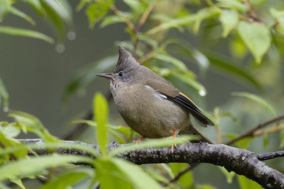 Stripe-throated Yuhina - ML644797132