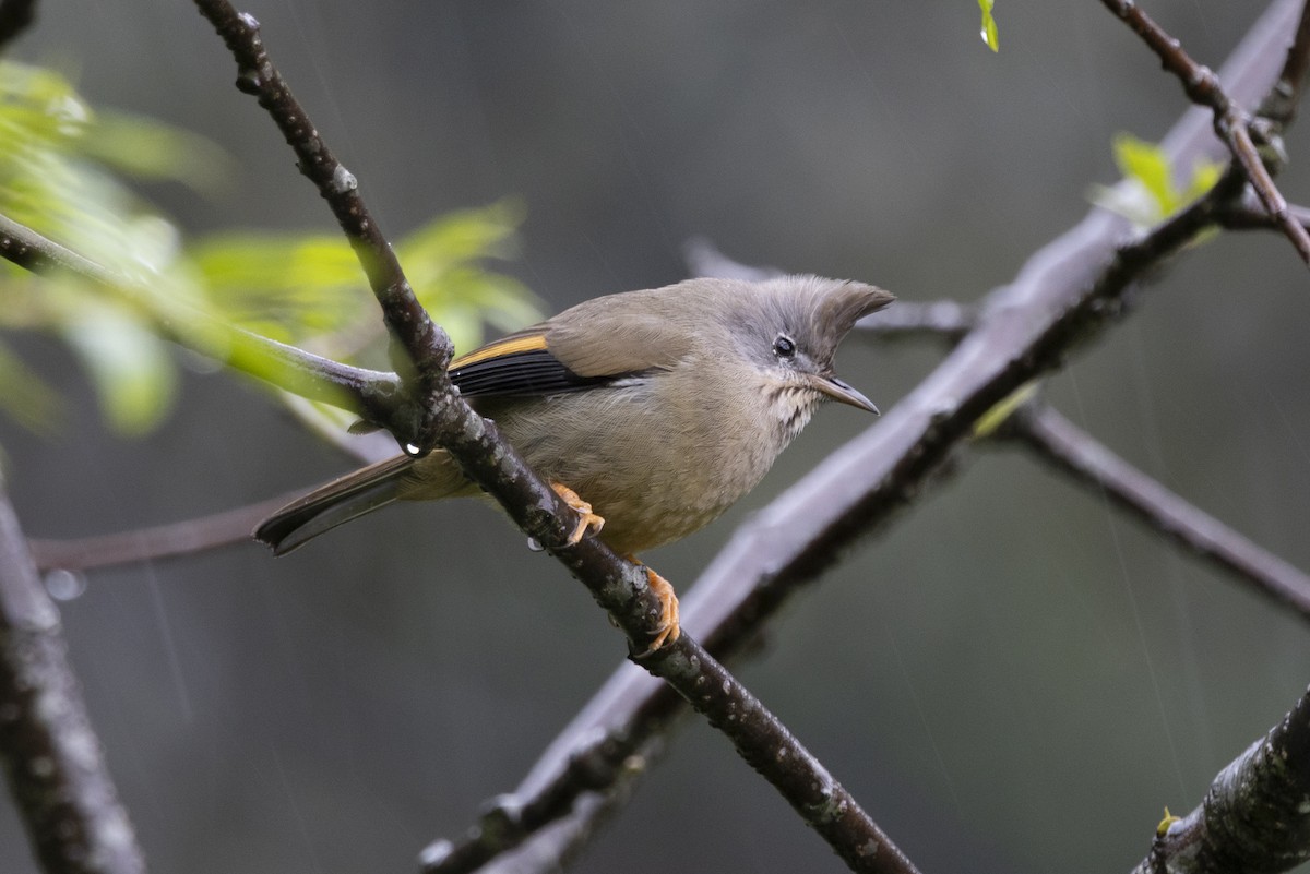Stripe-throated Yuhina - ML644797133