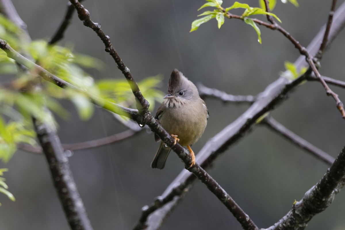 Stripe-throated Yuhina - ML644797134