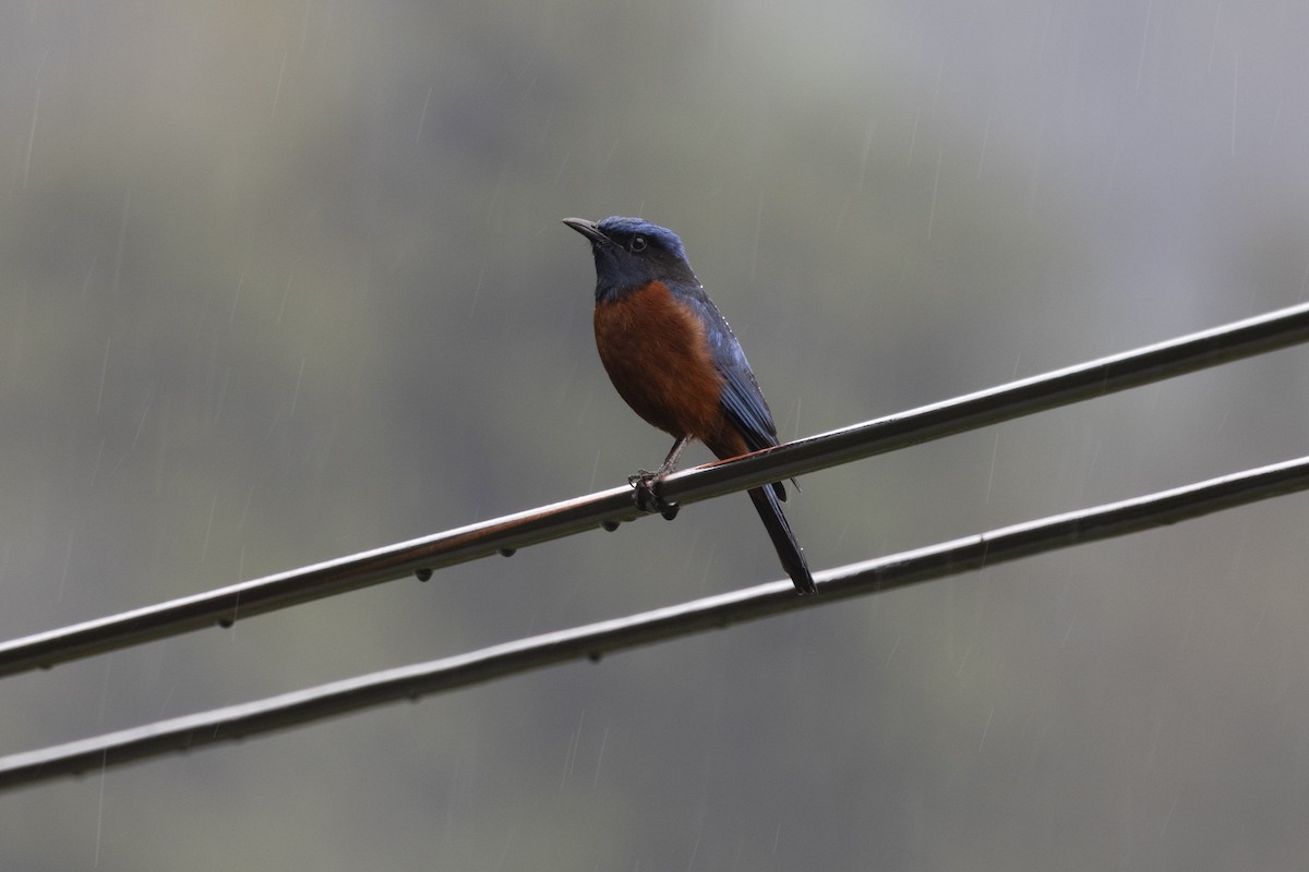 Chestnut-bellied Rock-Thrush - ML644797135