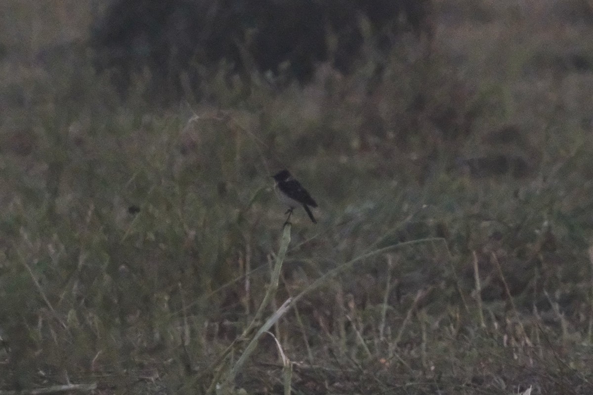 Siberian Stonechat - ML644797136
