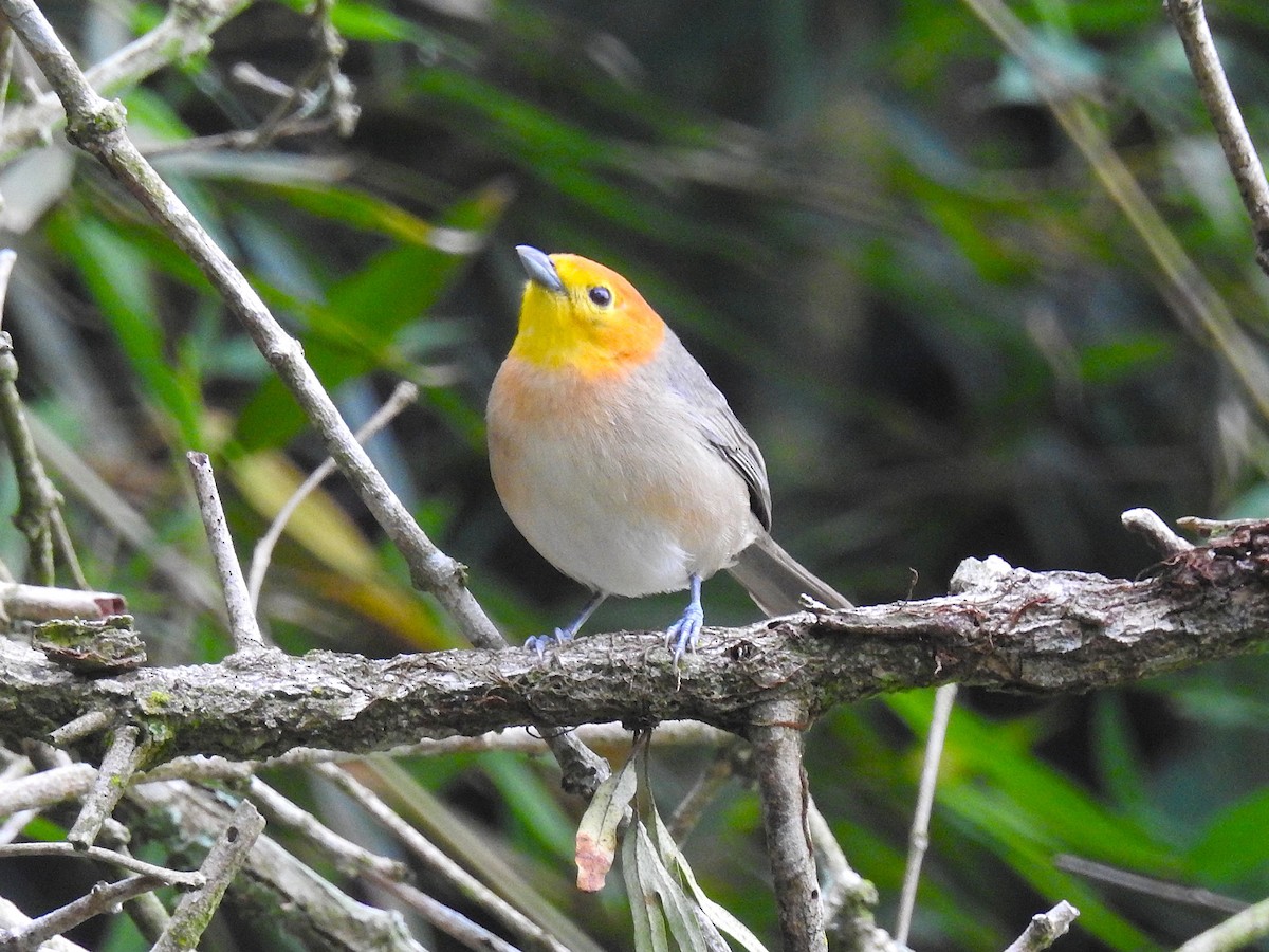 Orange-headed Tanager - ML644797137